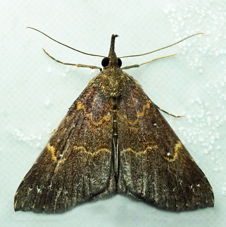 Hypena sp. Dapa, Valle Del Cauca<br />
2100m