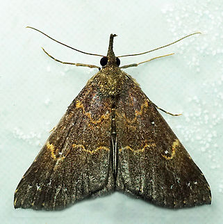 Hypena sp. Dapa, Valle Del Cauca
2100m