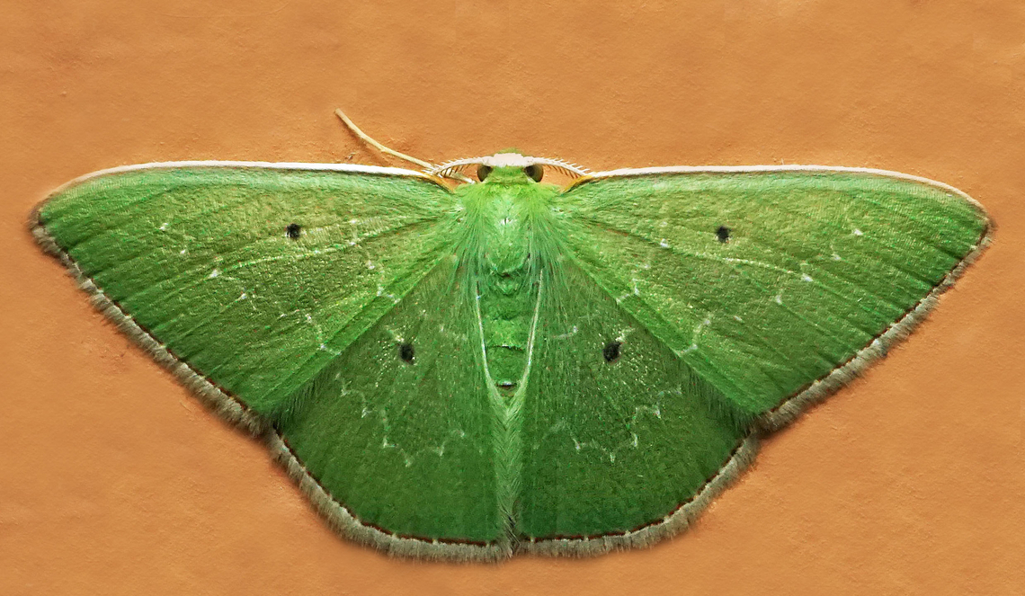 Nemoria adaluzae Dapa, Valle Del Cauca<br />
2100m Nemoria adaluzae