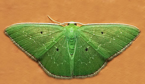 Nemoria adaluzae Dapa, Valle Del Cauca
2100m Nemoria adaluzae