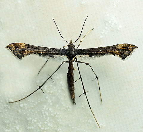 Anstenoptilia sp. Dapa, Valle Del Cauca
2100m