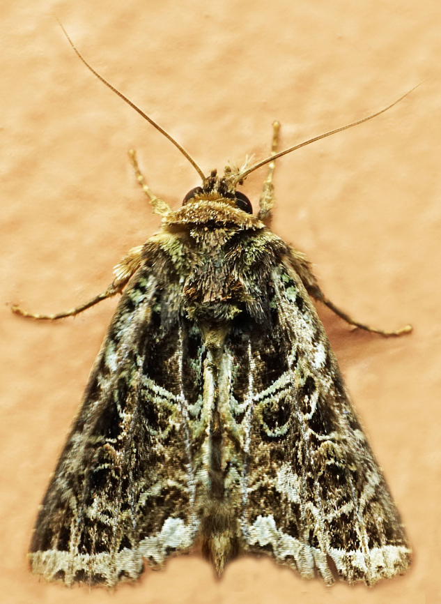 #1230 Dapa, Valle Del Cauca<br />
2100m