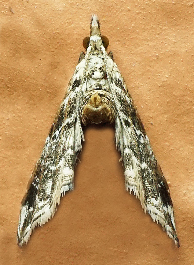 #1231 Dapa, Valle Del Cauca<br />
2100m