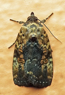 Elaphria obscura Dapa, Valle Del Cauca
2100m