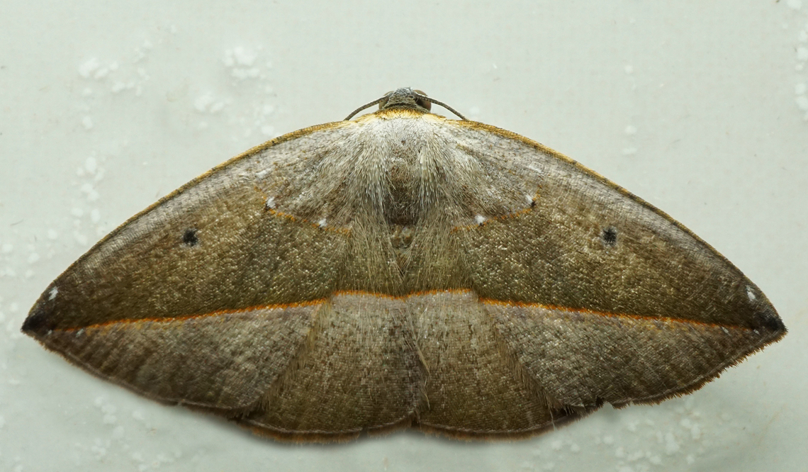 Cartellodes levis Dapa, Valle Del Cauca<br />
2100m Cartellodes levis