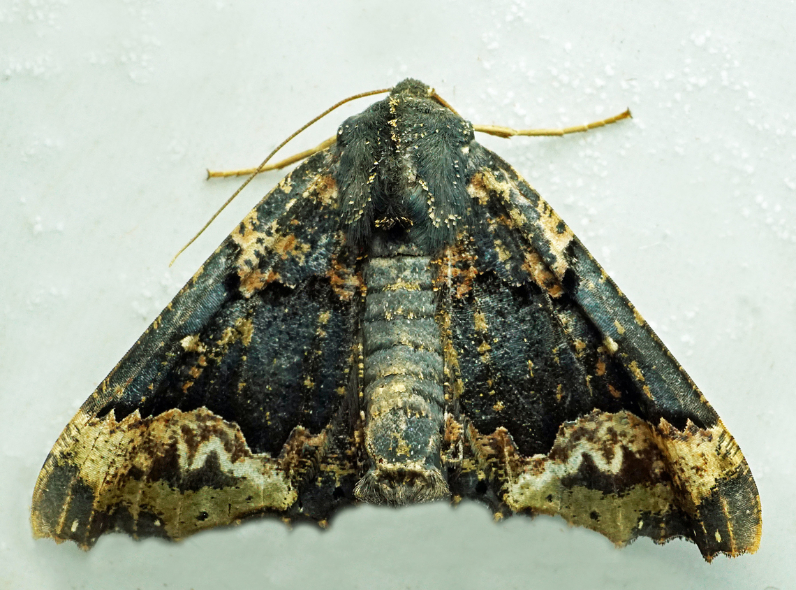 #1235 Dapa, Valle Del Cauca<br />
2100m