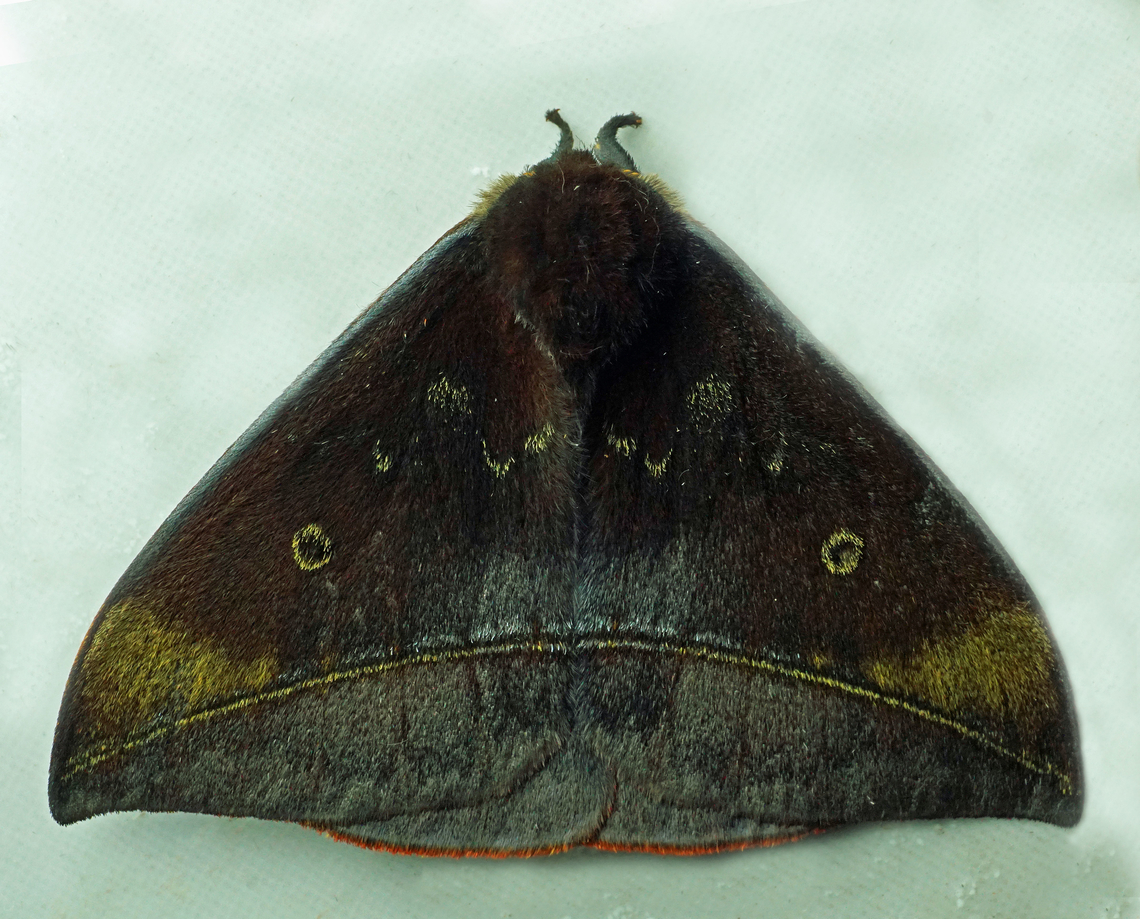 Gamelia sp. Dapa, Valle Del Cauca<br />
2100m