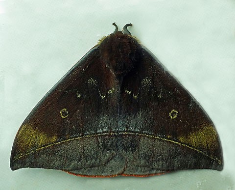 Gamelia sp. Dapa, Valle Del Cauca
2100m