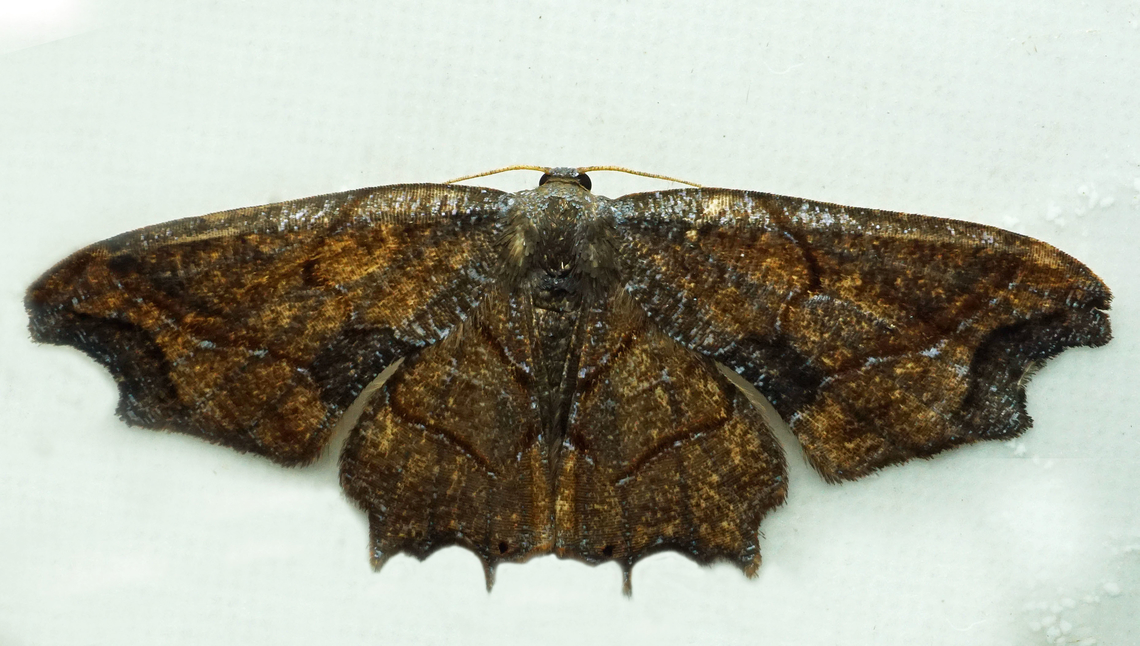 #1235 Dapa, Valle Del Cauca<br />
2100m