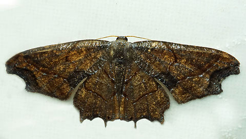 #1235 Dapa, Valle Del Cauca
2100m