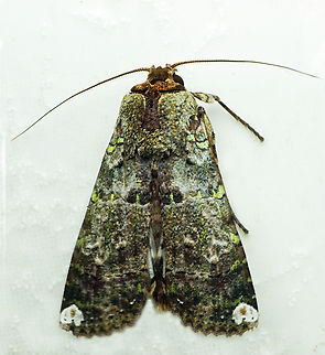 Acanthodica sp. Dapa, Valle Del Cauca
2100m