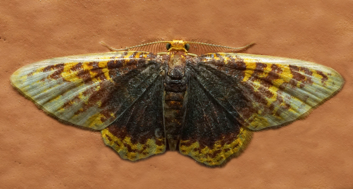 Eois sp. Dapa, Valle Del Cauca<br />
2100m