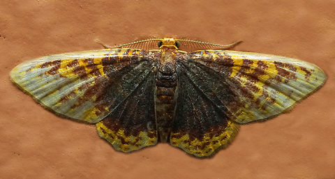 Eois sp. Dapa, Valle Del Cauca
2100m