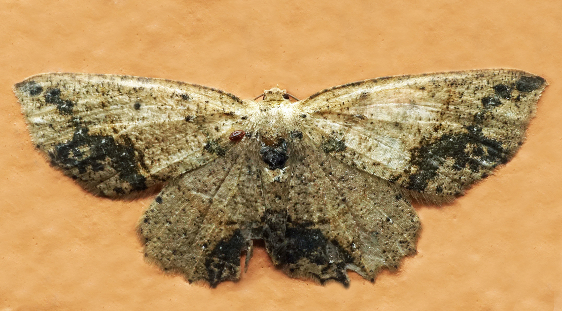 #1238 Dapa, Valle Del Cauca<br />
2100m