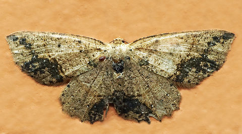 #1238 Dapa, Valle Del Cauca
2100m