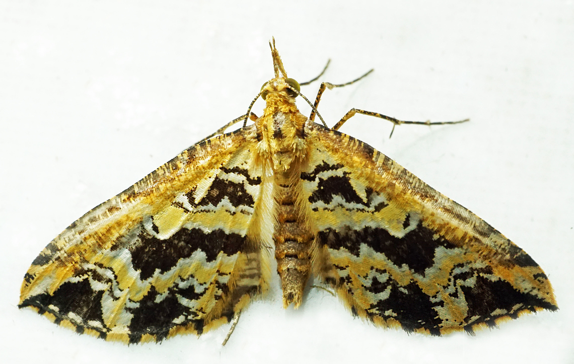 Psaliodes sp. Dapa, Valle Del Cauca<br />
2100m