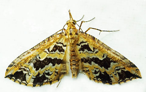Psaliodes sp. Dapa, Valle Del Cauca
2100m