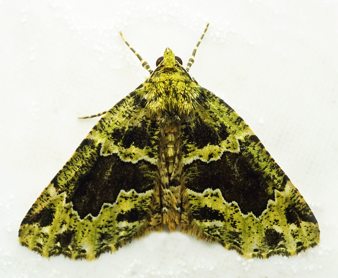Cidariophanes brigitta Dapa, Valle Del Cauca<br />
2100m Cidariophanes brigitta