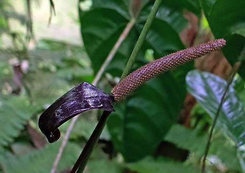 Anthurium recavum Rio Bravo Reserve, Valle Del Cauca Anthurium recavum