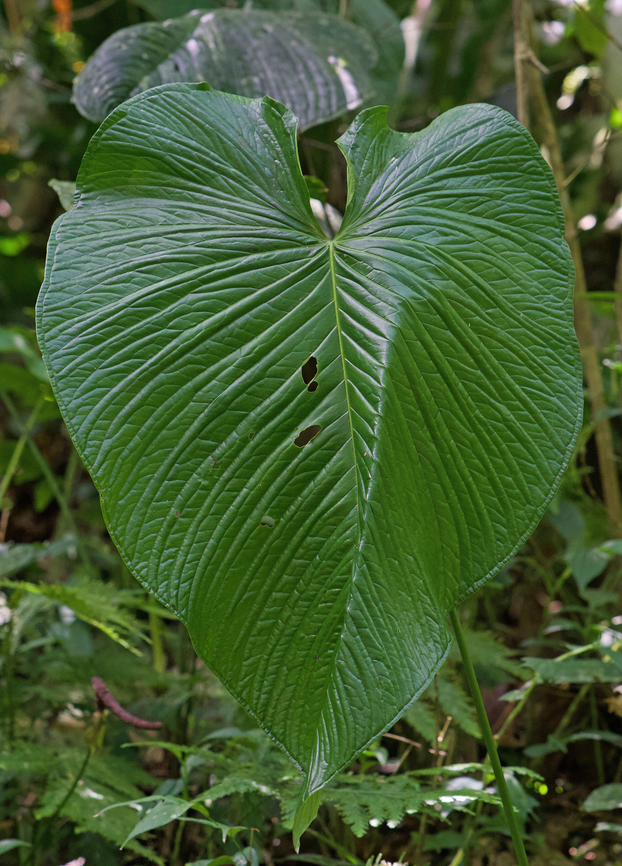 Anthurium cuspidatum Rio Bravo Reserve, Valle Del Cauca Anthurium cuspidatum