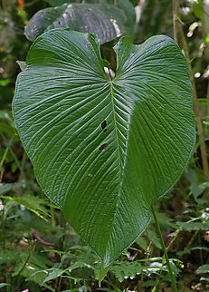 Anthurium cuspidatum Rio Bravo Reserve, Valle Del Cauca Anthurium cuspidatum