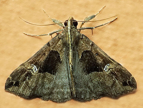 Hypena sp. Dapa, Valle Del Cauca
2100m