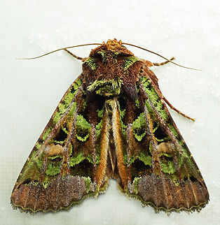 Heterochroma rollia Dapa, Valle Del Cauca
2100m Heterochroma rollia