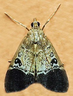 #1241 Dapa, Valle Del Cauca
2100m