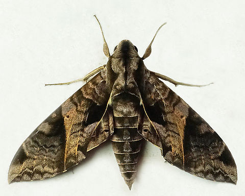 Eumorpha satellitia Dapa, Valle Del Cauca
2100m Eumorpha satellitia,Satellite sphinx