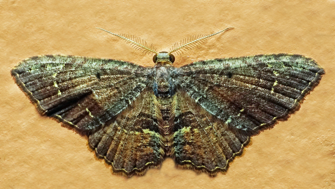Eois encina Dapa, Valle Del Cauca<br />
2100m Eois encina