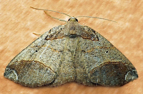 Perissopteryx nigricomata Dapa, Valle Del Cauca
2100m Perissopteryx nigricomata