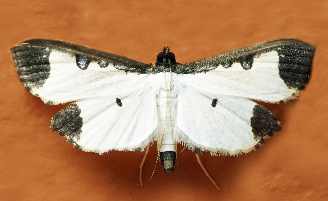 Caprinia periusalis Dapa, Valle Del Cauca<br />
2100m Caprinia periusalis