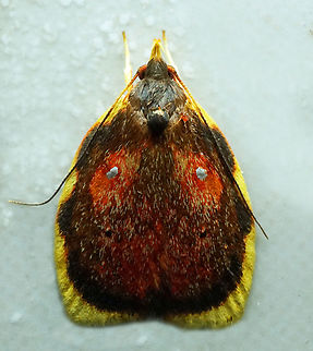 Gonionota sp. Dapa, Valle Del Cauca
2100m