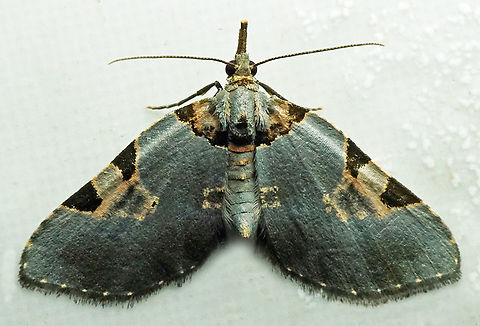 Psaliodes sp. Dapa, Valle Del Cauca
2100m