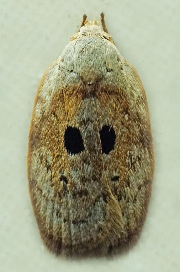 #1244 Dapa, Valle Del Cauca<br />
2100m