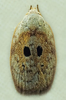 #1244 Dapa, Valle Del Cauca
2100m