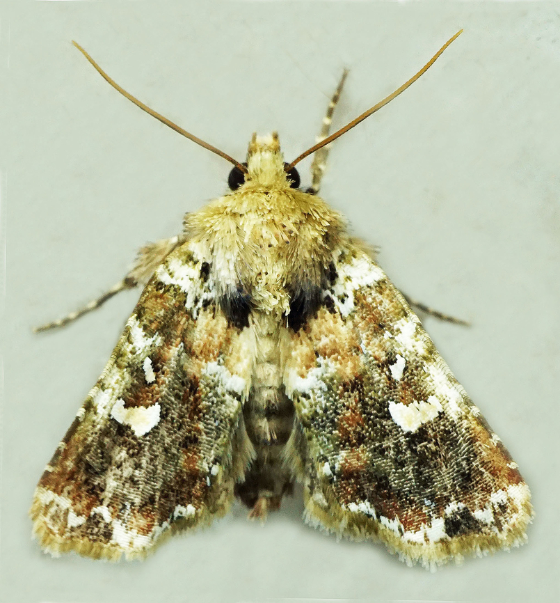 Pastona sp. Dapa, Valle Del Cauca<br />
2100m