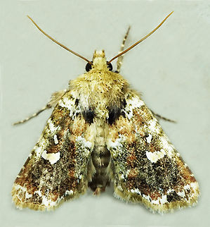 Pastona sp. Dapa, Valle Del Cauca
2100m