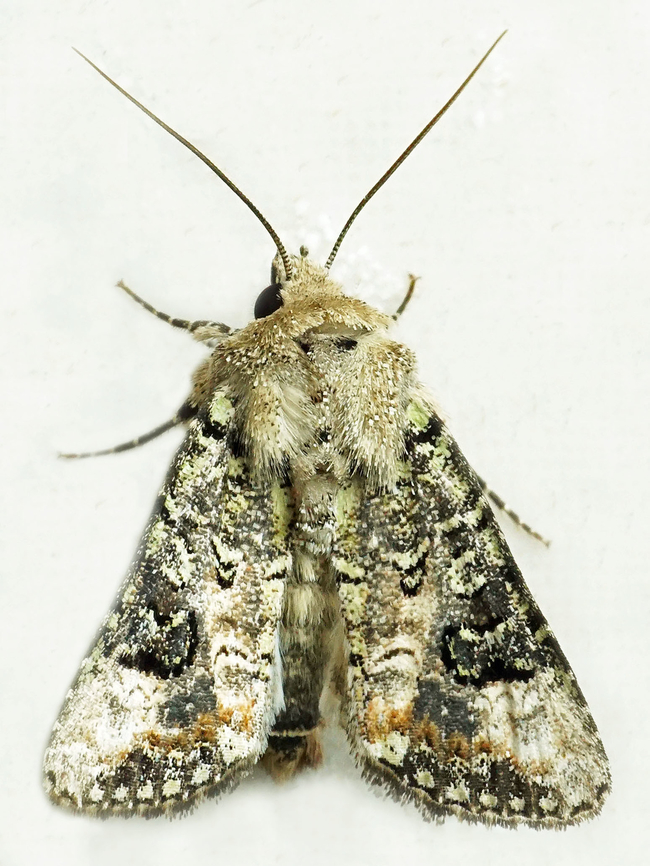 Polia marea Dapa, Valle Del Cauca<br />
2100m