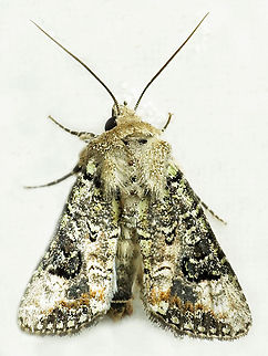 Polia marea Dapa, Valle Del Cauca
2100m