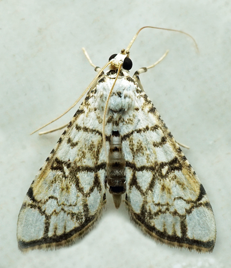 #1247 Dapa, Valle Del Cauca<br />
2100m