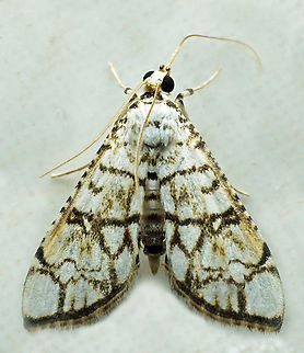 #1247 Dapa, Valle Del Cauca
2100m