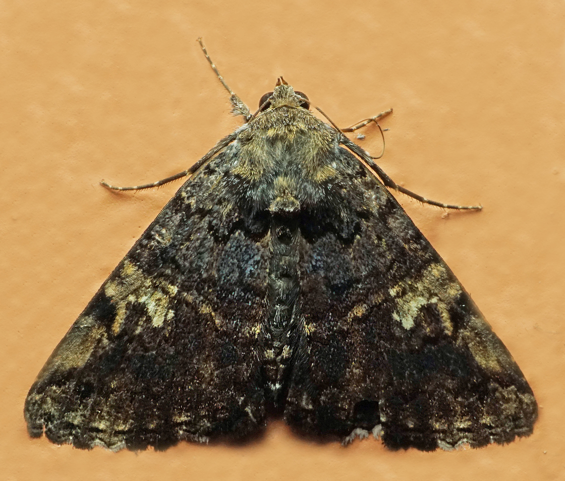 Metalectra sp. Dapa, Valle Del Cauca<br />
2100m