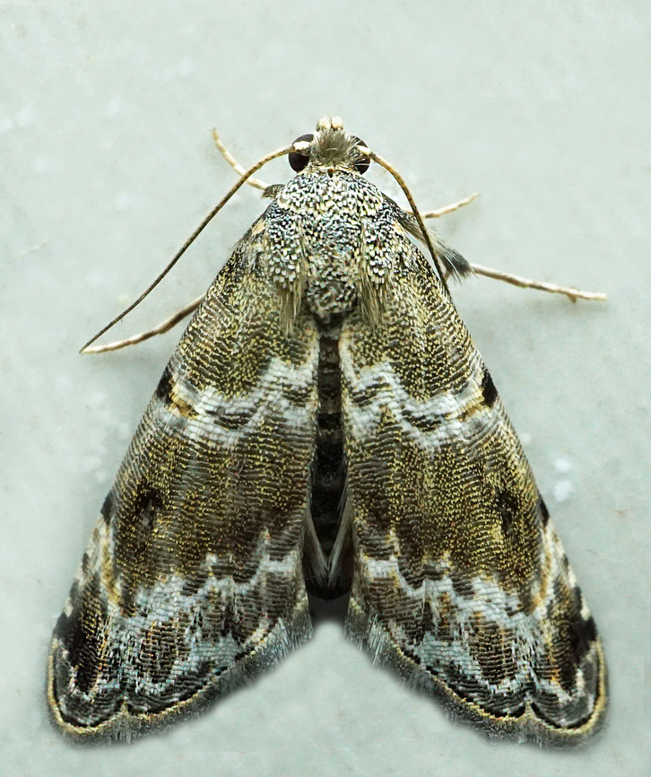 Abablemma sp. Dapa, Valle Del Cauca<br />
2100m