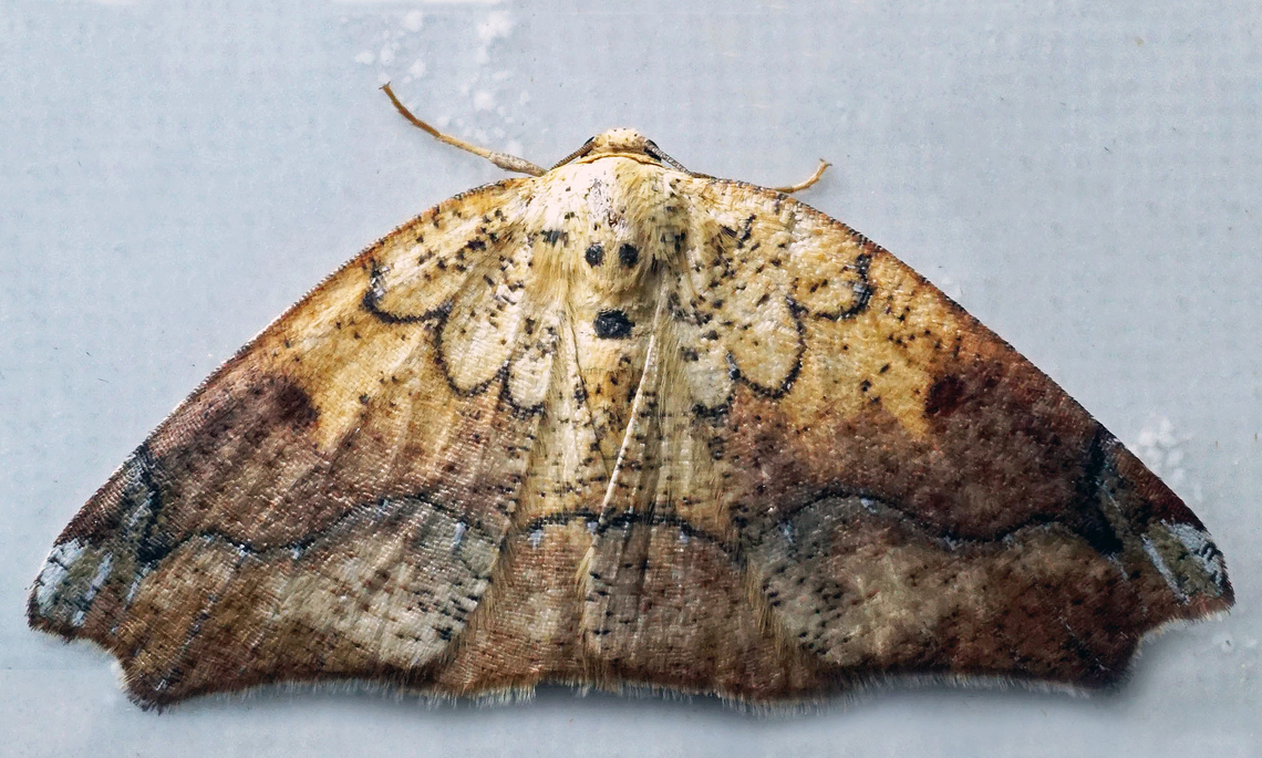 Mychonia tepida Dapa, Valle Del Cauca<br />
2100m Mychonia tepida