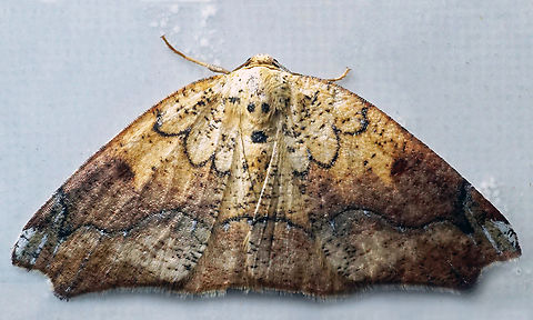 Mychonia tepida Dapa, Valle Del Cauca
2100m Mychonia tepida