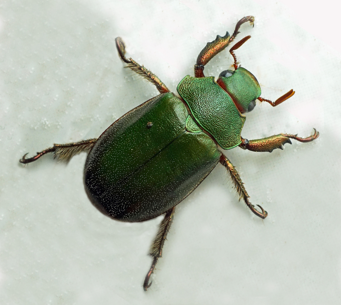 Spodoclamys poultoni Dapa, Valle Del Cauca<br />
2100m Spodoclamys poultoni