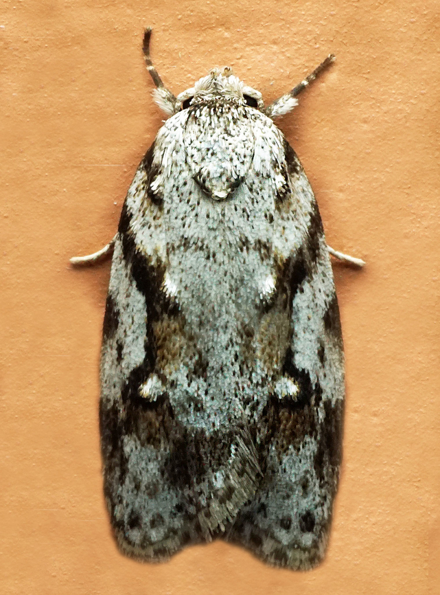 #1250 Dapa, Valle Del Cauca<br />
2100m<br />