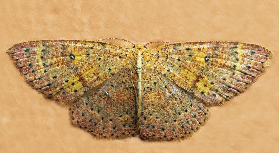 Cyclophora sp. Dapa, Valle Del Cauca<br />
2100m<br />