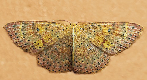 Cyclophora sp. Dapa, Valle Del Cauca
2100m